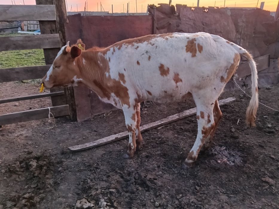 Семинтал қашарлар сатылады