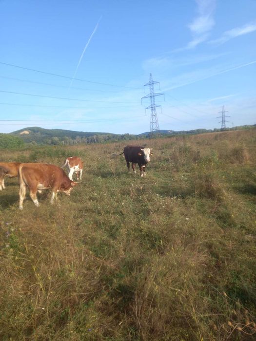 Vand lot: 15 bucăți (12 masculi,3 femele). Rasa Simmental, Baltati și Bruni.