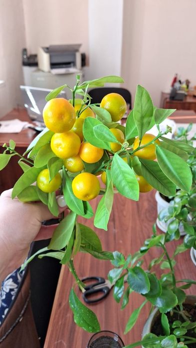 Цветы комн продам срочно