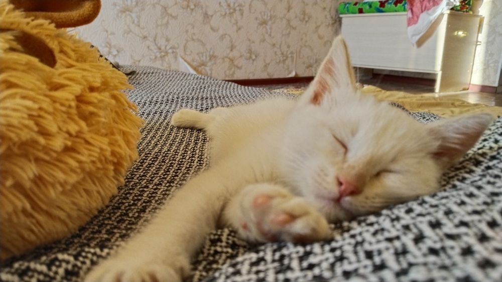 Котенок мальчик в добрые руки
