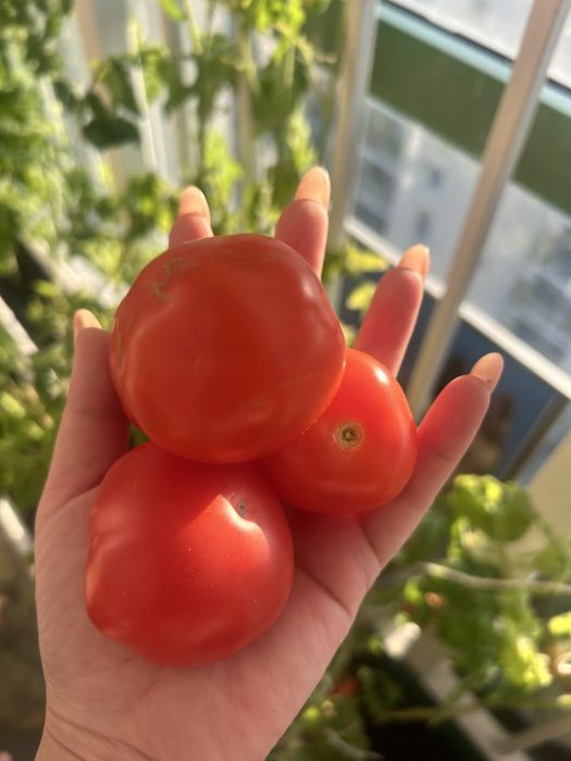 Уход за комнатами растениями