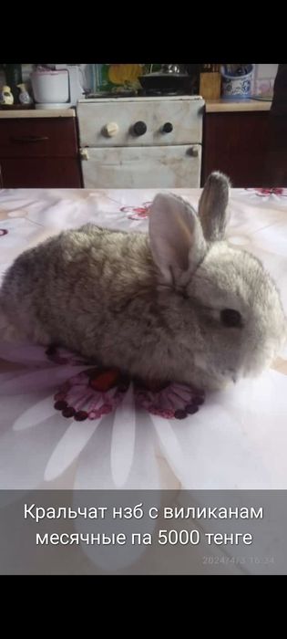 Прадам кроликав и кральчат разных парод