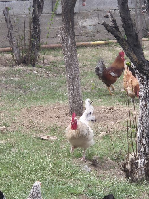 Кораз сатылады 3000 тг