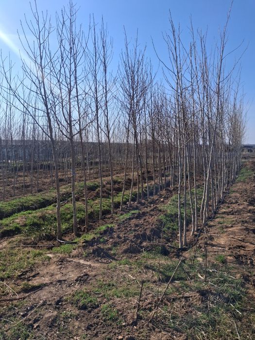 Amenajez spați verzi leyladi