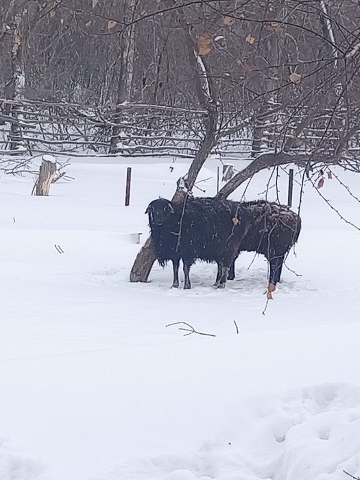 Продам срочно кошкара