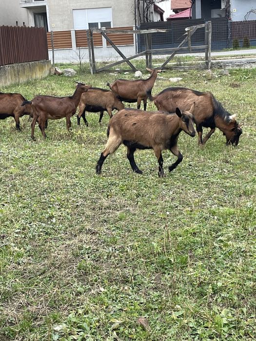 Capre alpine franceze si metisi