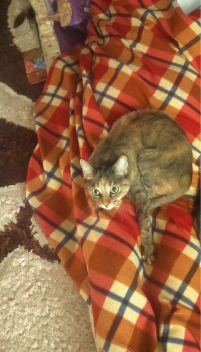 Срочно отдам кошку мышеловка