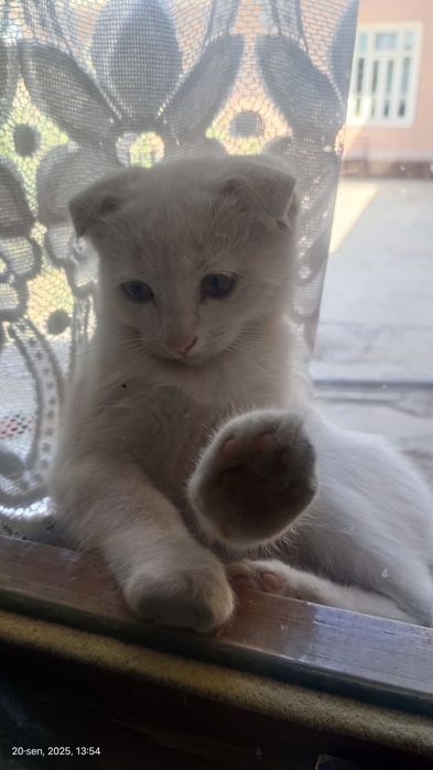 Zotdor mushukchalar SOTILADI