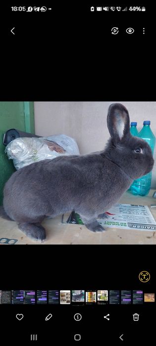 Iepuri albastru vienez, o femela matura și o femela tânără