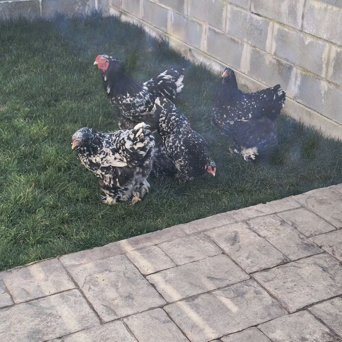 Găini brahma bobat