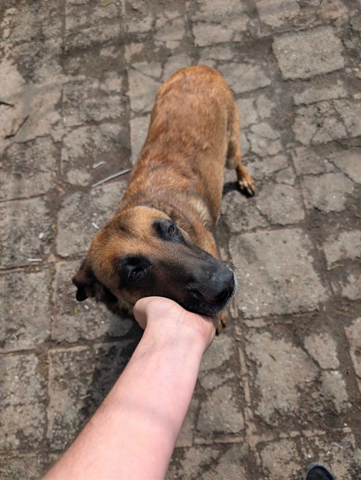 Енергични кученца кръстоска (Питбул териер x Белгийска овчарка) – за активни стопани