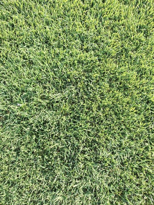 Gazon Rulou Premium- Direct de la Producator