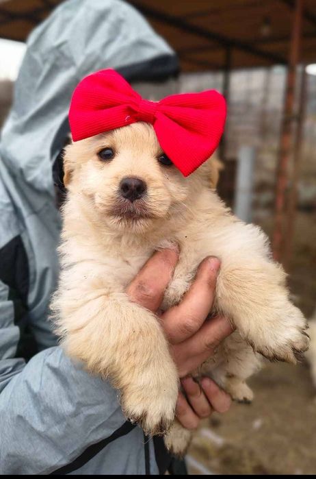 Femelă albă și mascul crem bichon