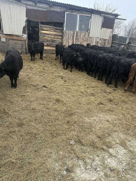 Продам тилята и теолочки