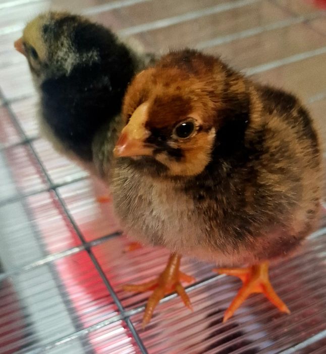 Vând pui wyandotte (metis)