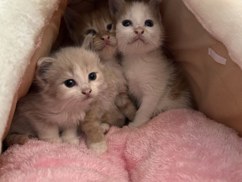 Отдам котят в добрые руки!!