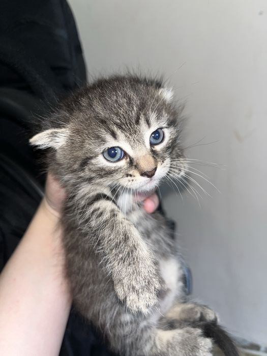 Мысык   2кыз 1ул