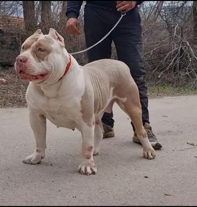 Американско були Хл /American bully XL