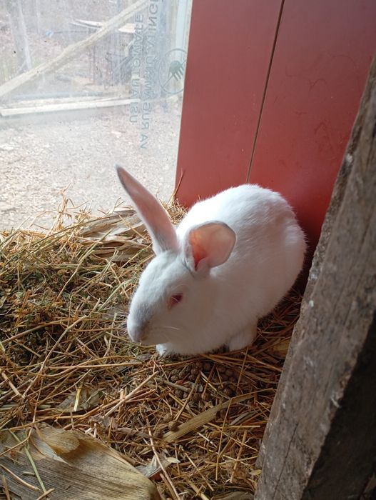 De vânzare iepuri de diferite vârste