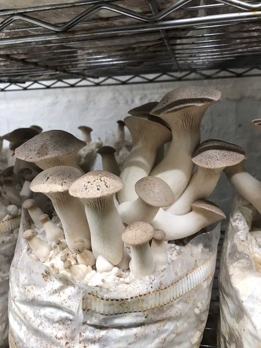Ciuperca Păstrăvul scailor (ciupercă regală),Pleurotus eyngii