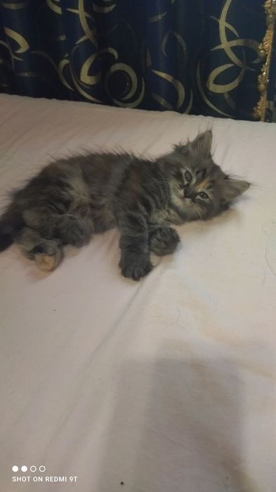 Отдам даром в хорошие руки