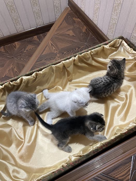 Скоттиш фолд-страйт