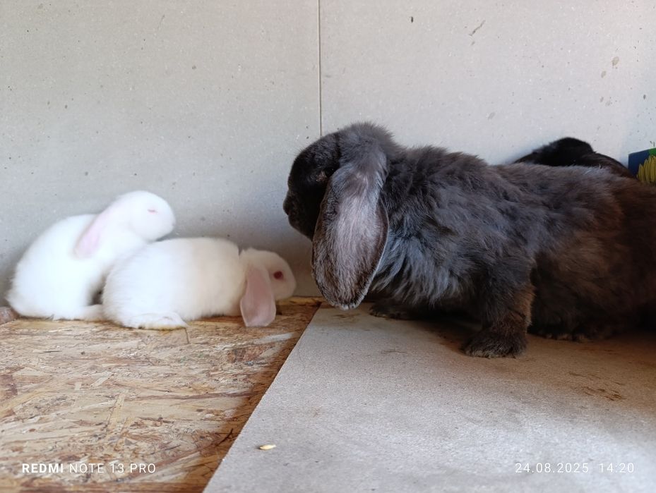 Кролики французский баран