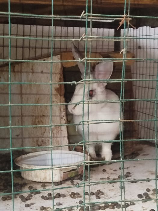 Quyon 2 para mahalliy quyonlar