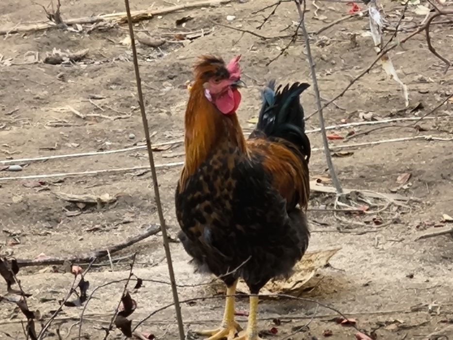 Қораздар сатылады, үйдікі, мықты, жас