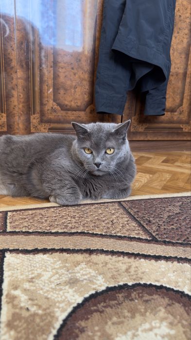 Отдаю кота в добрые руки