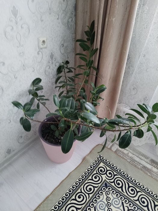 Продам срочно цветы комнатные