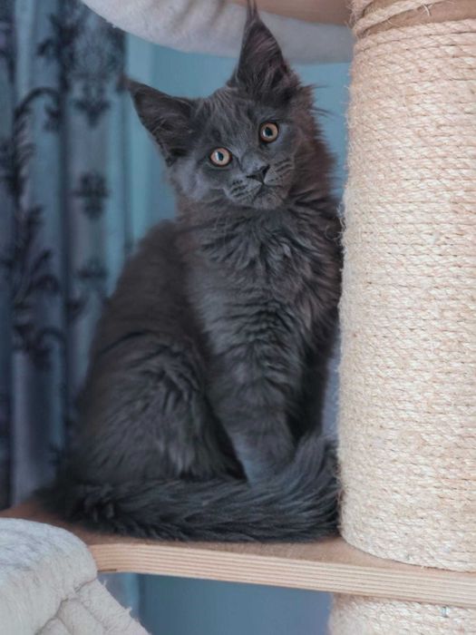 Продавам коте мейн-кун