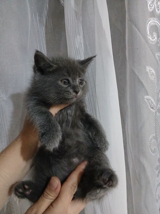 Продаётся шотландский страйт