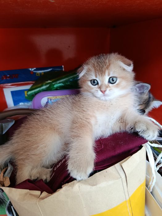 Продается котенок. Скотиш фолд