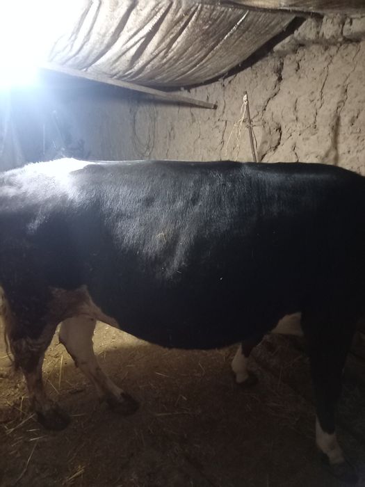 Қысыр Сиыр сатылады  семыз тел