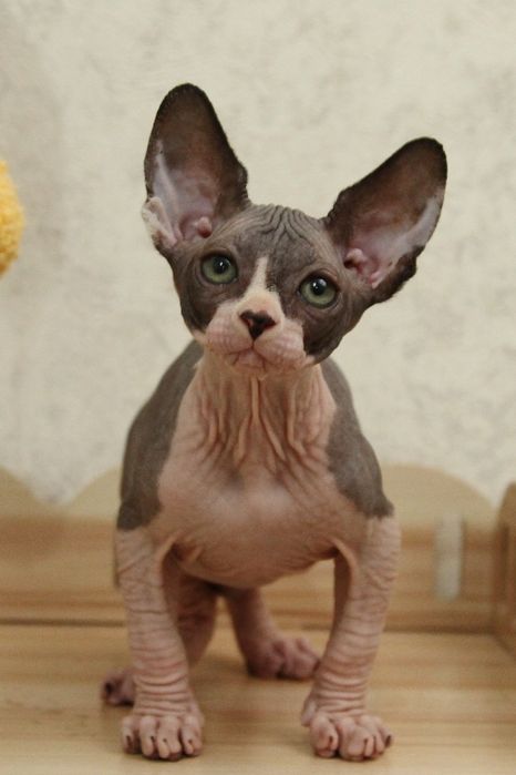 Малыши - сфинксы