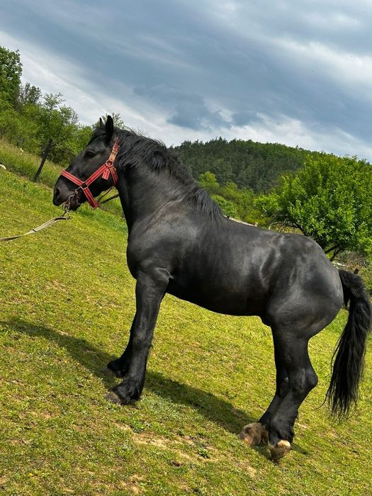 Vand  Armăsar de monta  negru an voastră de 4 ani cu acte