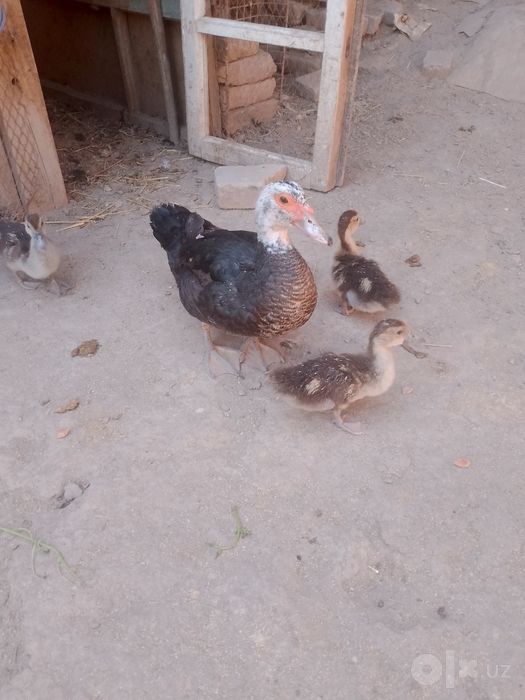 7ta bolasi bn onasi induwka