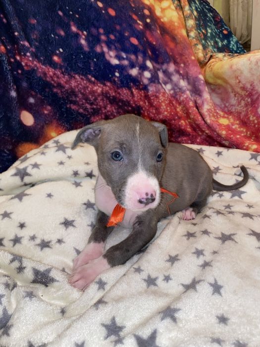 Щенки стаффордширского терьера