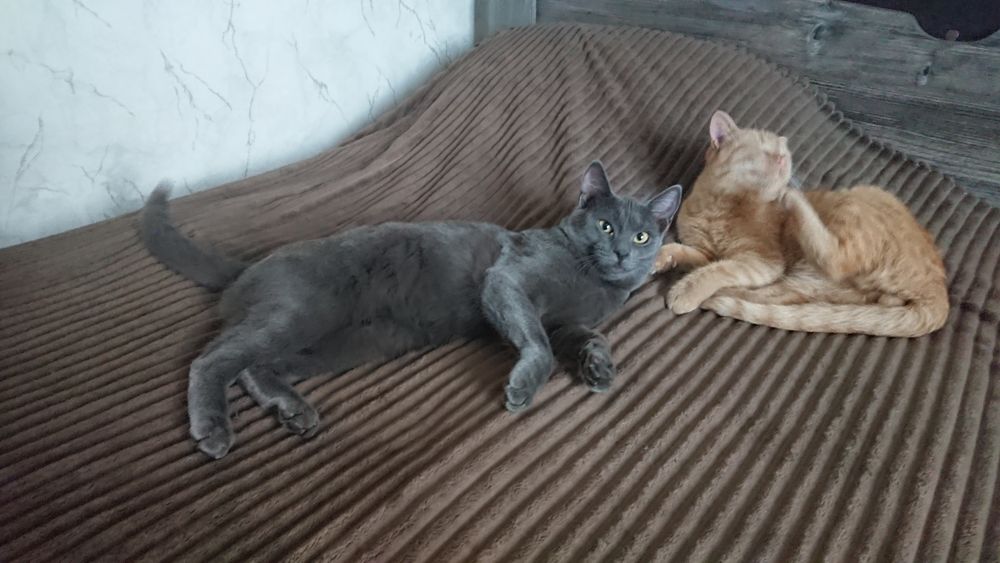 Отдам двух кошек