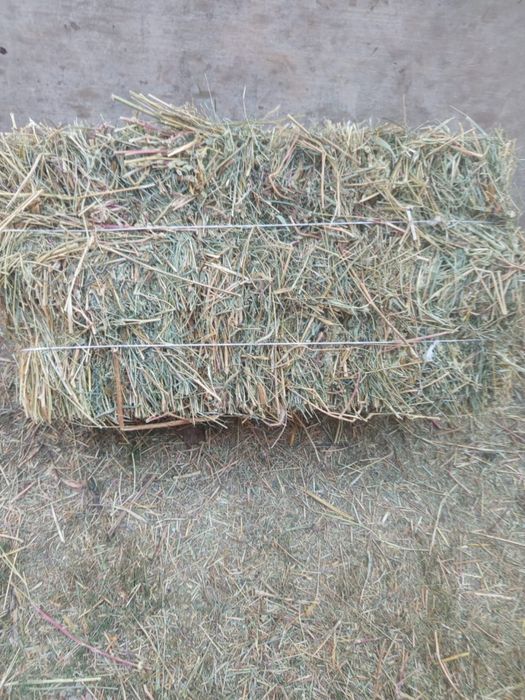 Сены по 1300 тг