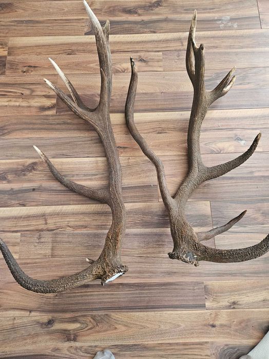 Чифт еленски рога
