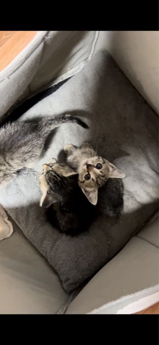Продам маленьких котят