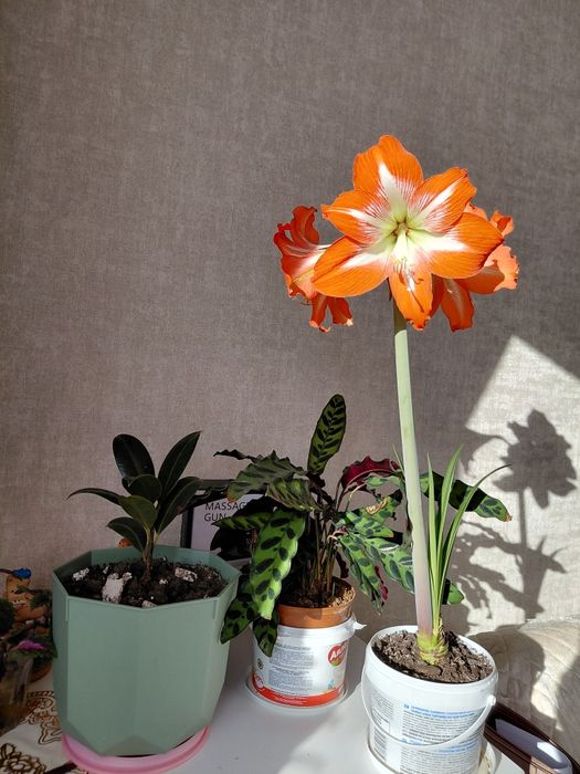 Комнатные цветы, разные.