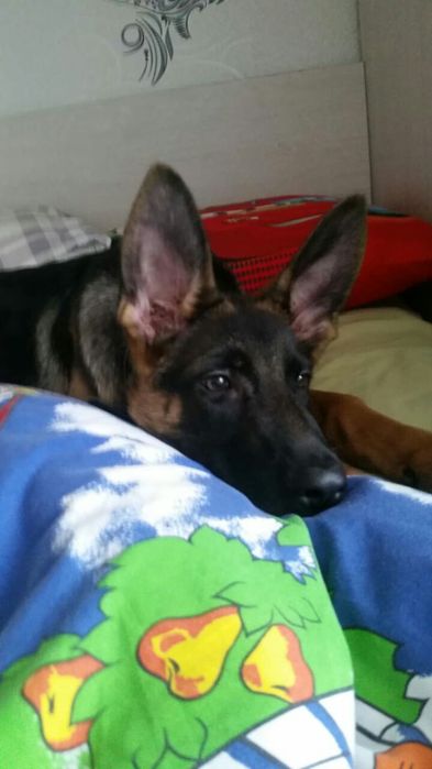 Вязка немецкая овчарка