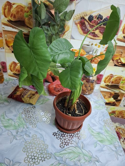 Продам цветок 4000