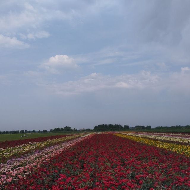 Росе цветы оптом