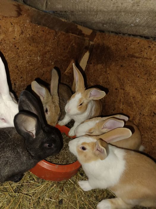 Iepuri Hycole francez