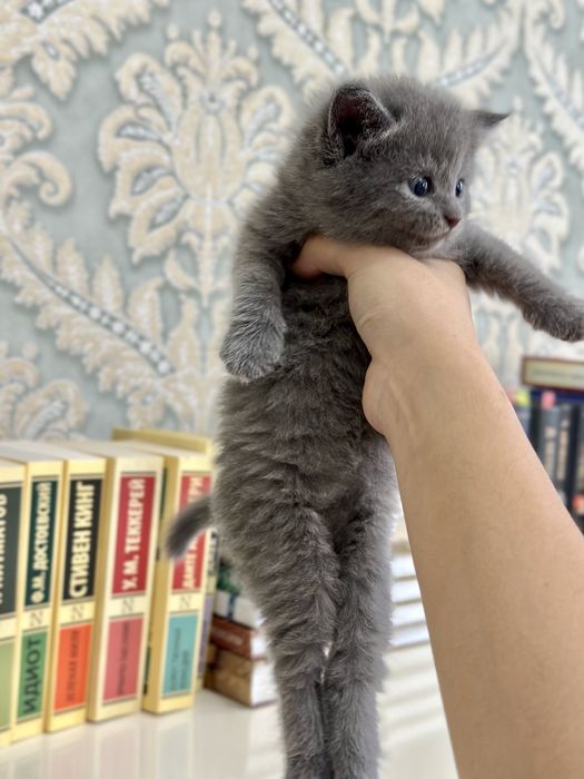 Котята вислоухие