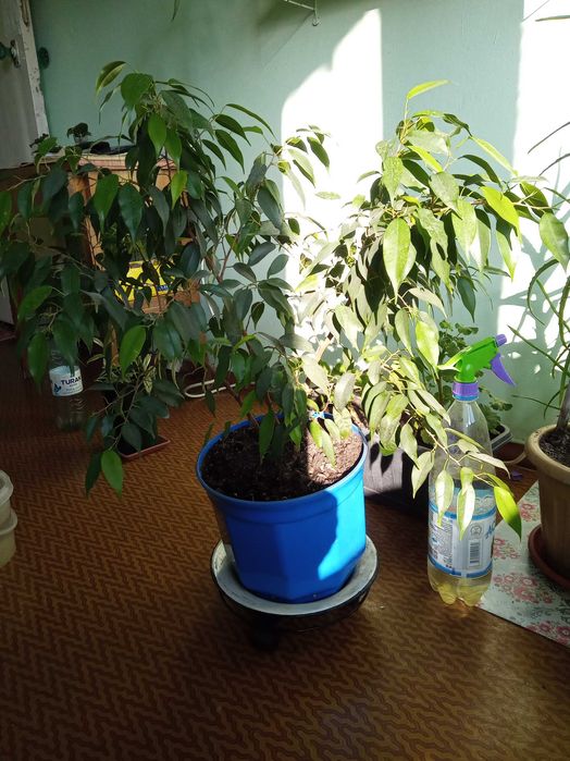 продам фикус бенджамина